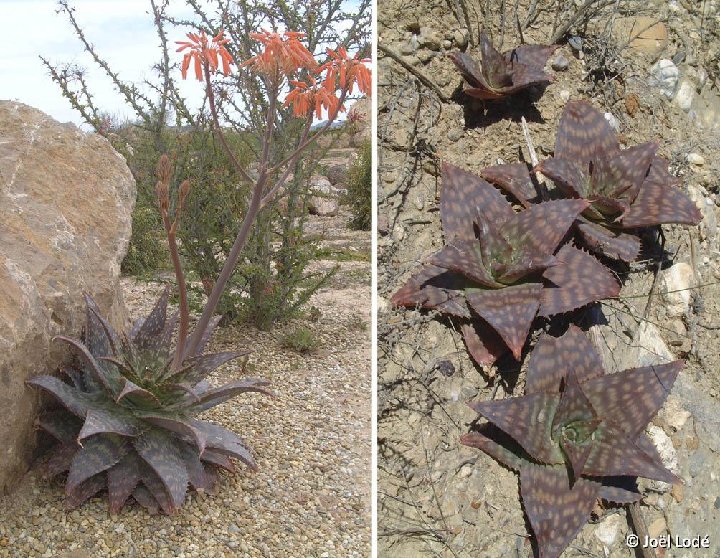 Aloe saponaria ©JLcoll.356